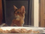 Un chat Somali se met à table