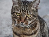 Un chat tigré avec un air triste