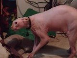 Un Sphynx anti-Halloween