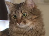 Que faire avec un chat possessif