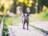 Un chat noir observe un autre chat par la fenêtre