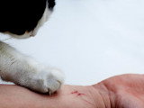 Un chat a griffé le bras de son maître