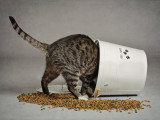 Un chat tigré mange dans un sceau de croquettes