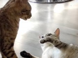 Un Mau Égyptien et un Ocicat se bagarrent