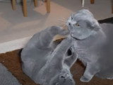 Grosse tension entre ces deux British Shorthair