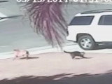 Un chat Européen défend un enfant face à l'attaque d'un chien