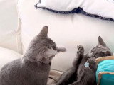 Des Chartreux qui se battent