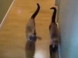 Deux Siamois qui parlent entre eux