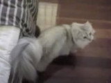 Un chat Sibérien miaule pour avoir des câlins