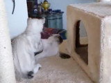 Deux chatons Mohave Bob agressifs dans l'arbre à chat