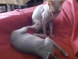 Deux Sphynx qui chahutent