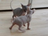 Des Sphynx qui s'amusent et chahutent