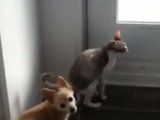 Un chat Cornish Rex miaule pour sortir dehors