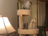 Deux chats British Shorthair qui semblent agressifs
