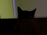 Un chat Kohana qui est agressif envers son maitre