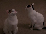 Deux Bobtail Japonais qui sont bavards