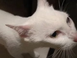 Un chat Khao Manee se frotte contre un meuble en miaulant