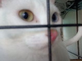 Un chat Khao Manee donne de la voix pour communiquer