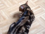 Le miaulement d'une chatte Bengal en chaleur