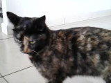 Une chatte en chaleur miaule et se roule sur le sol