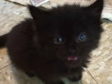 Le miaulement d'un petit chaton