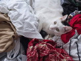 Un chat noir et blanc allongé sur des vêtements