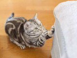 Un chat fait ses griffes sur un fauteuil