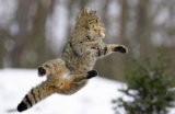 Le chat sauvage qui vit dans le massif jurassien