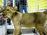 5 lions d'Afrique qui se sont échappés de leur enclos