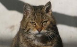 Le chat sauvage s'installe dans le Jura