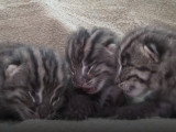 Naissance de trois chatons viverrin au zoo Columbus