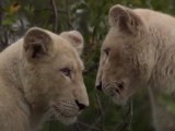 Lions blancs du parc national Kruger