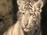 Les tigres blancs du zoo de Bratislava