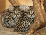 Les chats à pieds-noirs