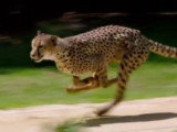 Qui est le plus rapide du guépard, du lion et du tigre ?