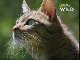 La technique de chasse du Chat Forestier