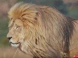LionsRock : le sanctuaire des lions