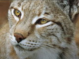 La rencontre et l'accouplement chez le lynx