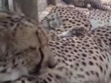 Le ronronnement d'un guépard