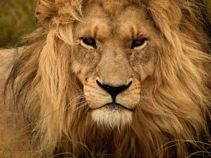 Gros plan d'un lion