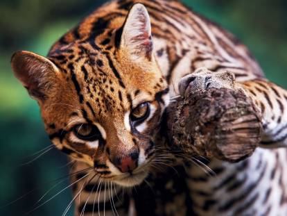 Un ocelot installé sur une branche