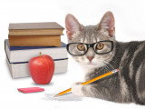Les citations sur les chats