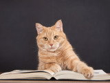 Un chaton allongé sur un livre
