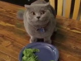 Un chat mangeur de salade ?