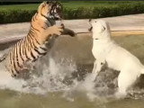 Un Kangal s'amuse avec un tigre et un lionceau