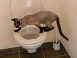 Un Devon Rex va aux toilettes