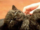 Un moment de relaxation pour ce Selkirk Rex
