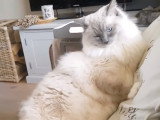 Une journée dans la peau d'un Ragdoll