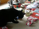 Un chat Mandalay ouvre les cadeaux de Noël