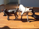 Cinq Levkoy Ukrainien profitent du soleil